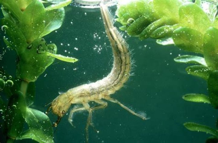 Can insects breathe in water?