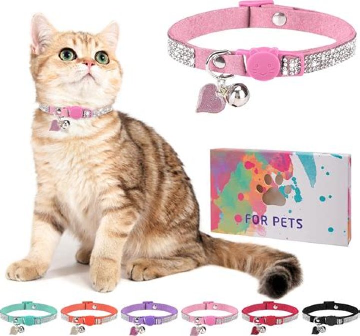 Can kittens wear collars at 8 weeks?