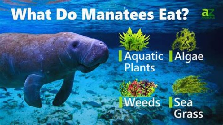 Can manatees eat seaweed?