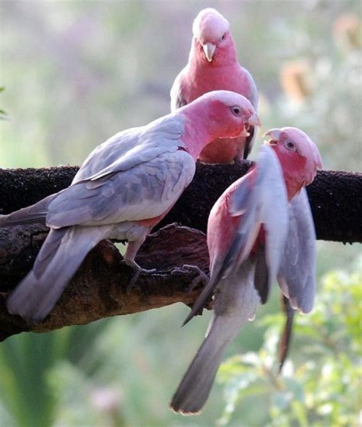 Can pink and GREY Galahs talk?