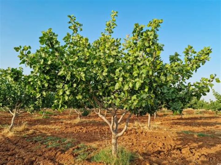 Can pistachios grow in cold weather?