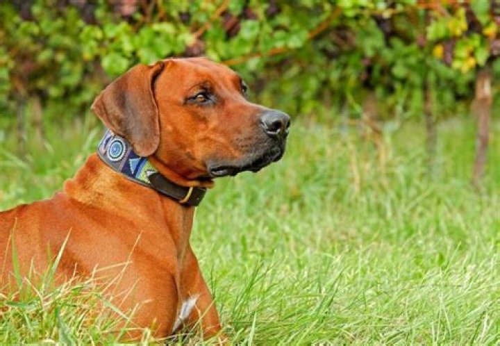 Can Ridgebacks be aggressive?