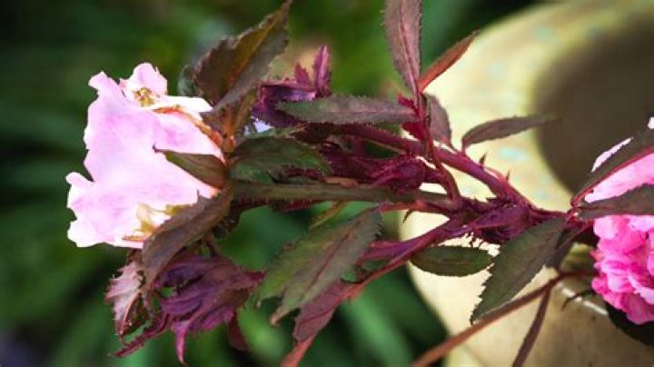 Can rose rosette disease be cured?