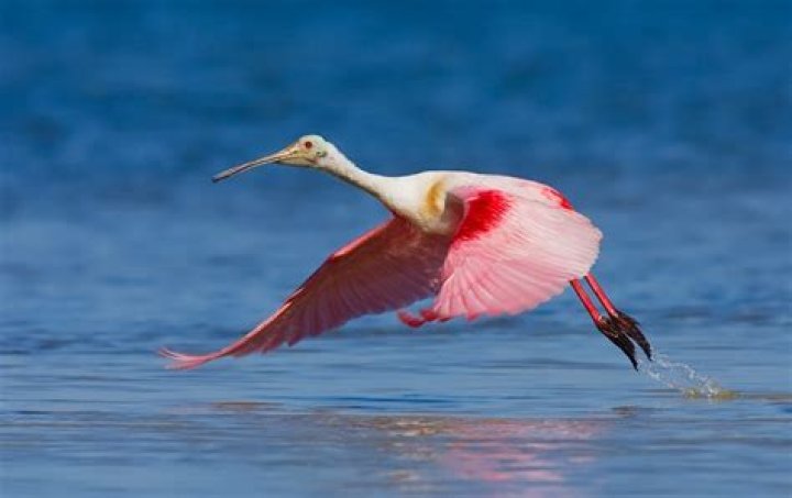 Can spoonbills fly?