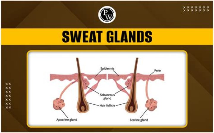 Can sweat glands be cancerous?