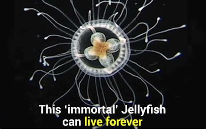 Can the immortal jellyfish live forever?