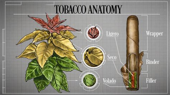 Can tobacco be used for perfume?