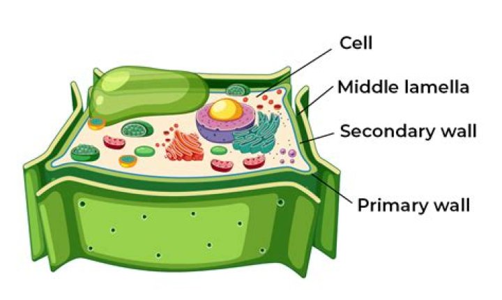 Can we see a cell?