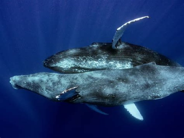Can whales have two calves?