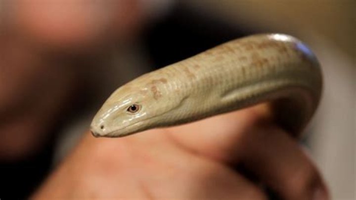 Can you breed legless lizard?