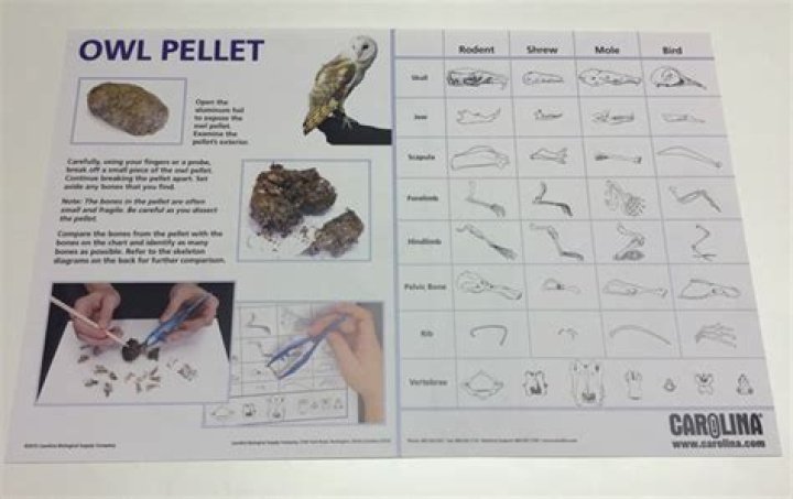 Can you buy an owl pellet?