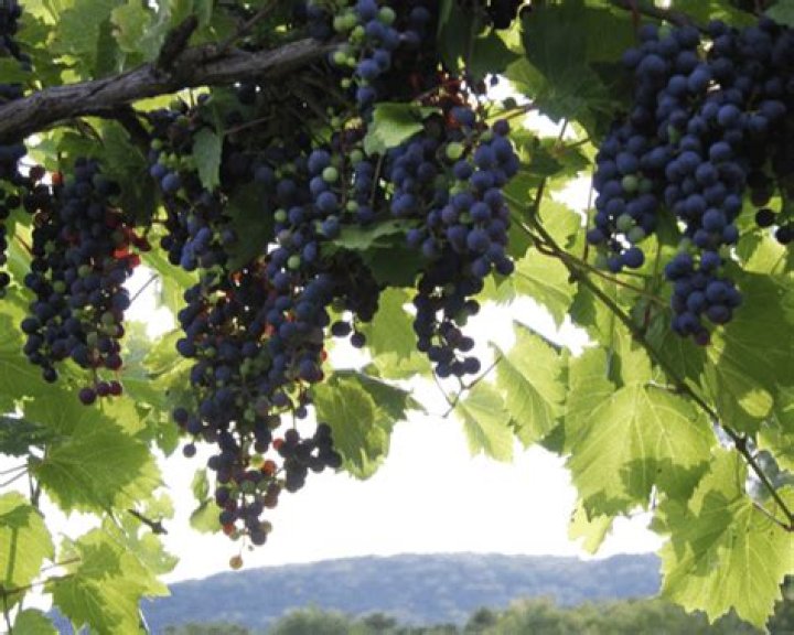 Can you eat Marquette grapes?