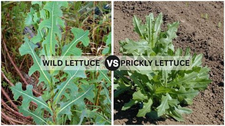 Can you eat prickly wild lettuce?
