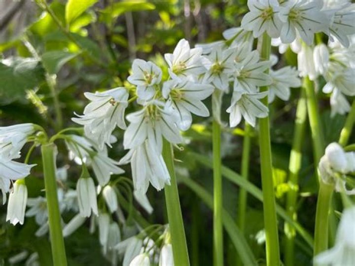 Can you eat three cornered leek flowers?