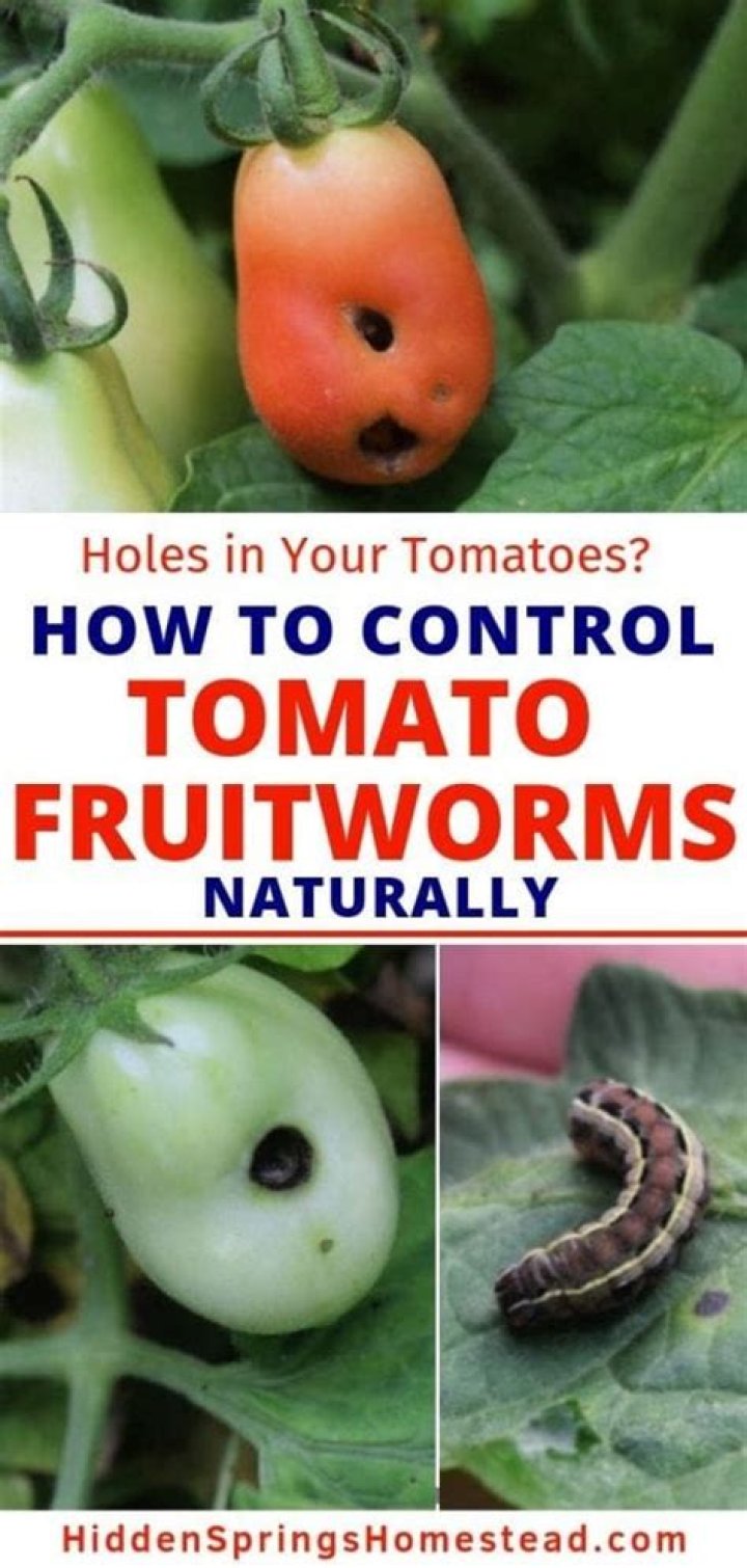 Can you eat tomatoes with worm holes?