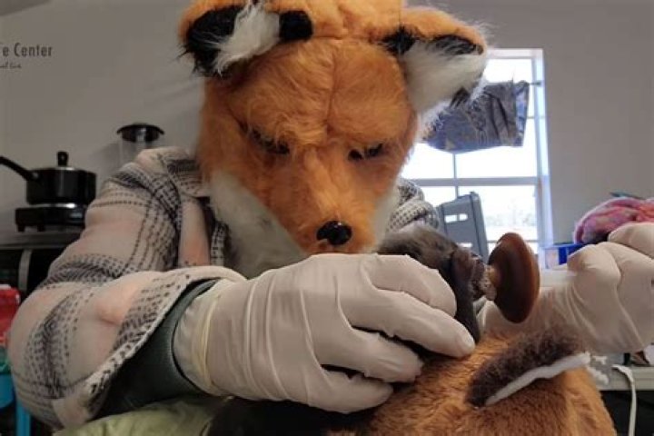 Can you get paid to be an animal rescuer?