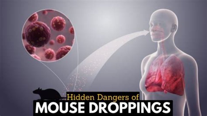 Can you get sick from mouse poop?