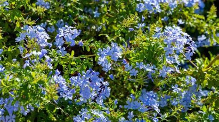 Can you grow plumbago in Arizona?
