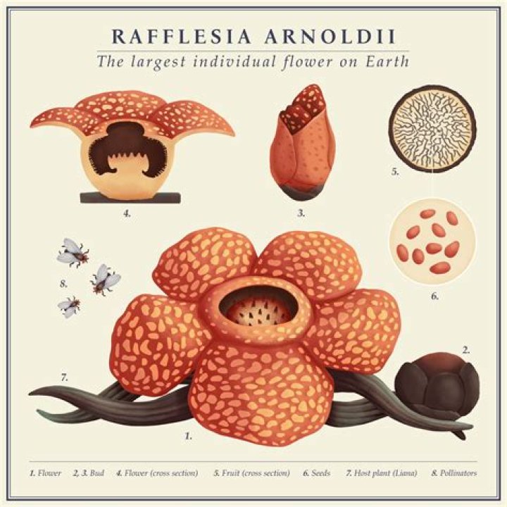 Can you grow Rafflesia Arnoldii?