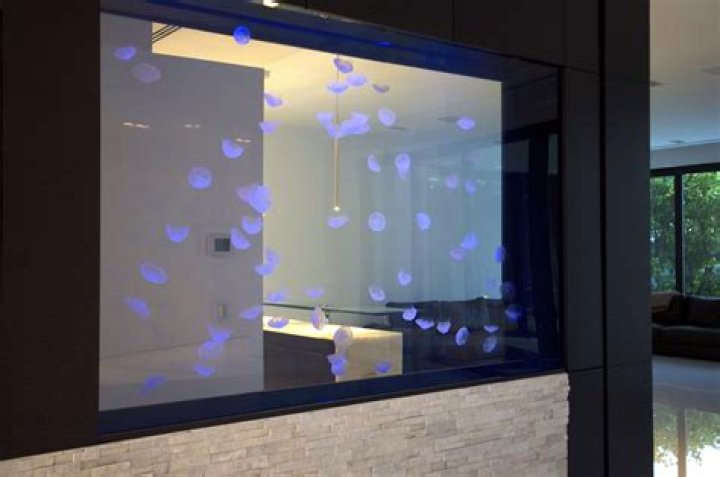 Can you have a jellyfish tank at home?
