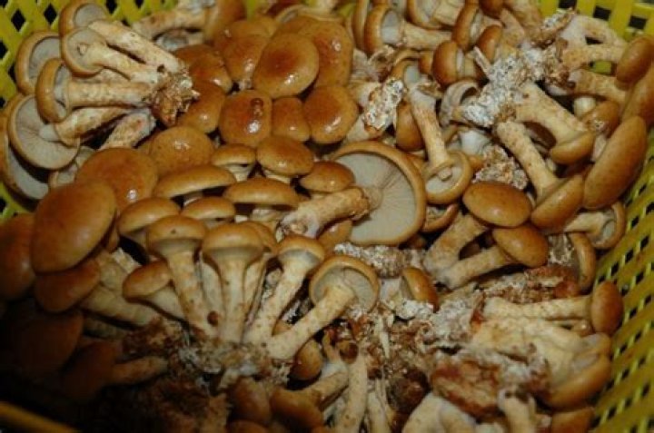 Can you make money selling wild mushrooms?
