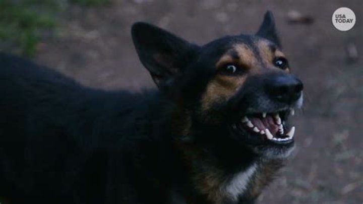 Can you shoot an attacking dog in Minnesota?