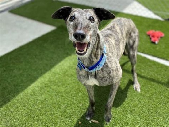Can you still adopt a greyhound?
