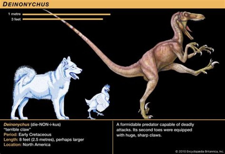 Did Deinonychus have a Furcula?