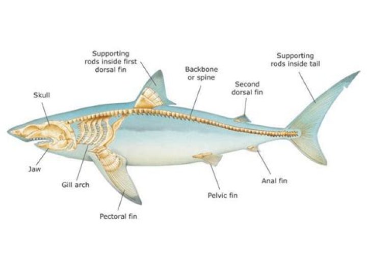 Do any sharks have bones?