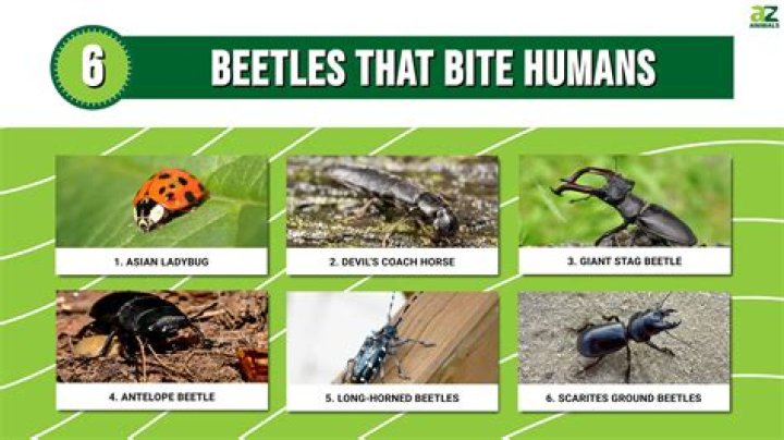 Do British beetles bite?