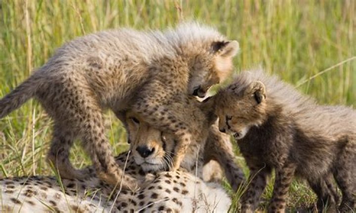 Do cheetahs stay together?