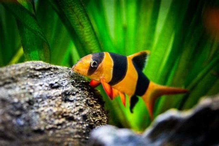 Do clown fish eat snails?