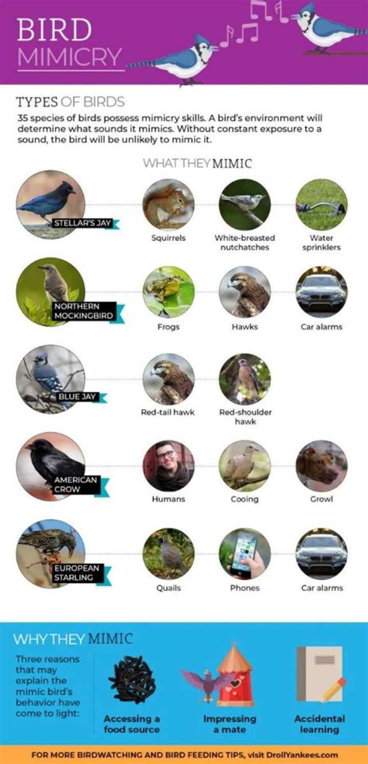 Do cuckoos mimic other birds?