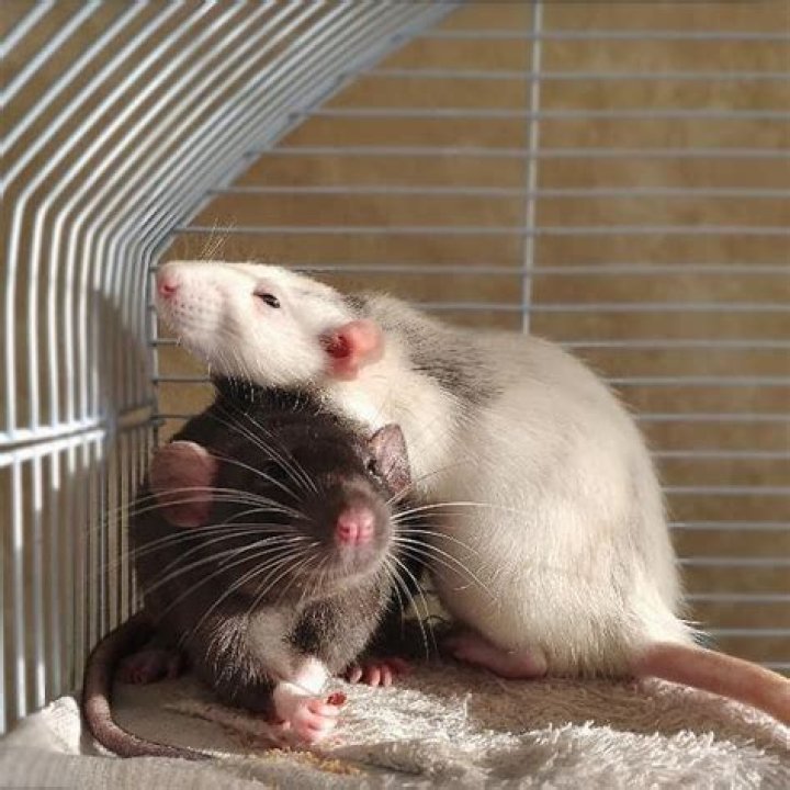 Do Dumbo rats make good pets?