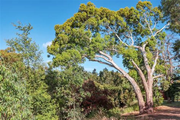 Do eucalyptus trees grow in Tasmania?