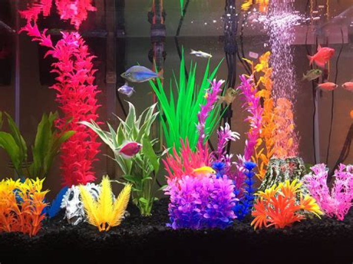 Do fish like decorations in their tank?