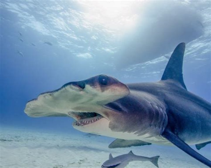 Do hammerhead sharks eat tarpon?