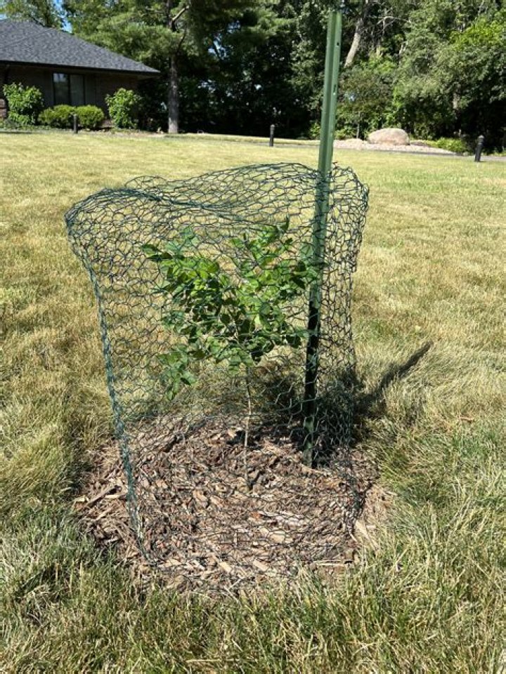 Do I need to protect trees from cicadas?