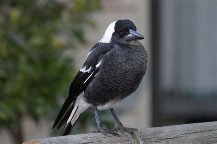 Do magpies go south for the winter?