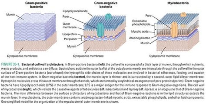 Do Mycobacterium have cell walls?