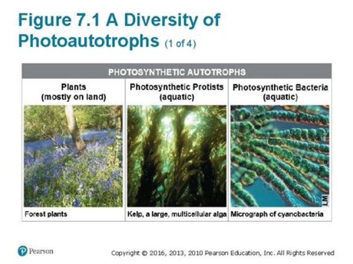 Do photoautotrophs include cyanobacteria?