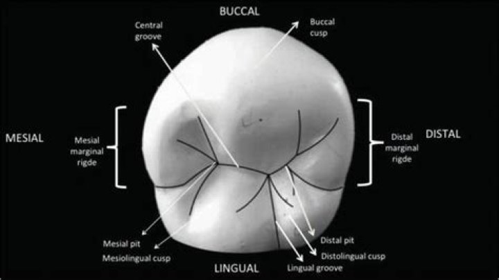 Do premolars have occlusal surfaces?