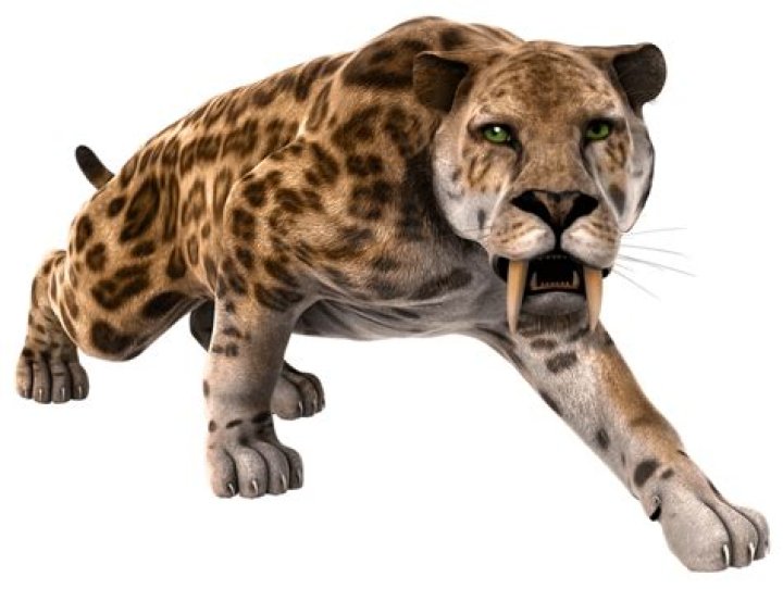 Do saber toothed tiger still exist?