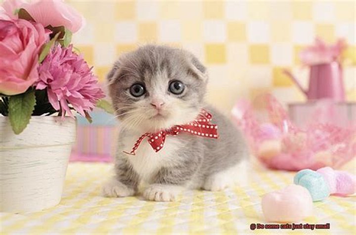 Do some cats just stay small?