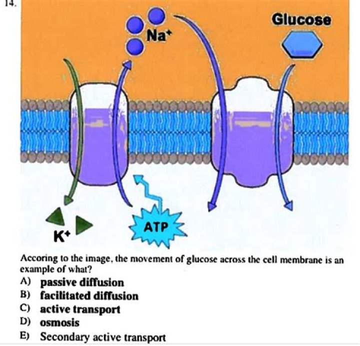 Do sugars require transport proteins?