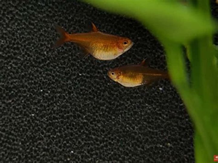 Do tetra fish need heat?
