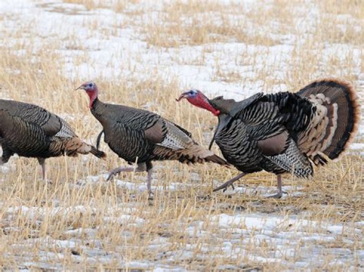 Do wild turkeys live in groups?