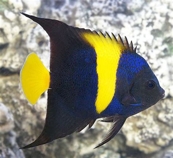 Does asfur angelfish Hardy?