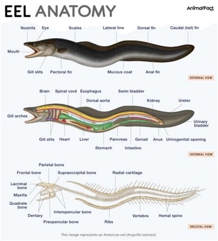 Does eel have a long e?