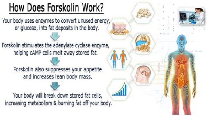 Does forskolin cause weight loss?